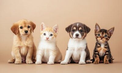 Kedi ve Kopekler Icin Asi Takvimi ve Onemi